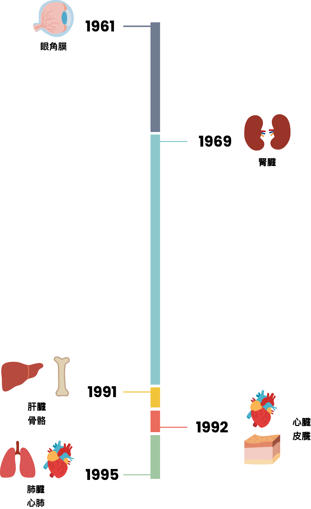 香港器官移植里程碑 在香港，首宗眼角膜移植於1961年進行，首宗遺體腎臟移植於1969年進行，首宗遺體肝臟移植及首宗骨骼移植於1991年進行，首宗心臟移植及首宗皮膚移植於1992年進行，而首宗肺臟移植及首宗心肺移植則於1995年進行。手機